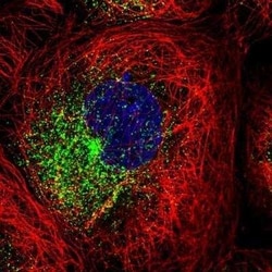 FIP1/RCP Antibody, Novus Biologicals 25 &mu;L | Buy Online | Novus Biologicals | Fisher Scientific