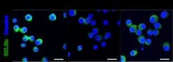 FIZZ1/RELM alpha Antibody - BSA Free, Novus Biologicals 0.025 mg | Buy Online | Novus Biologicals | Fisher Scientific