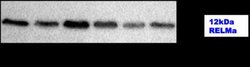 FIZZ1/RELM alpha Antibody - BSA Free, Novus Biologicals 0.025 mg | Buy Online | Novus Biologicals | Fisher Scientific