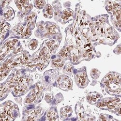 FKBP10 Antibody, Novus Biologicals 25 &mu;L, Unconjugated:Antibodies, Polyclonal