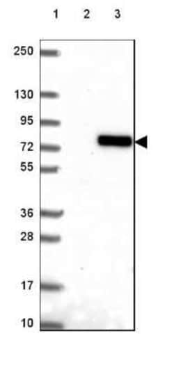 FKBP10 Antibody, Novus Biologicals 25 &mu;L, Unconjugated:Antibodies, Polyclonal