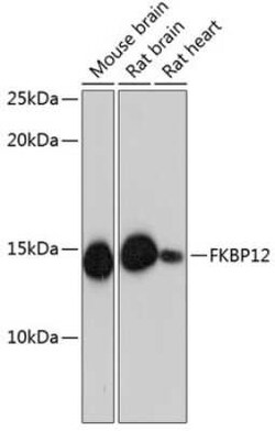 FKBP12 Rabbit anti-Human, Mouse, Rat, Clone: 9A2J5, Novus Biologicals 20
