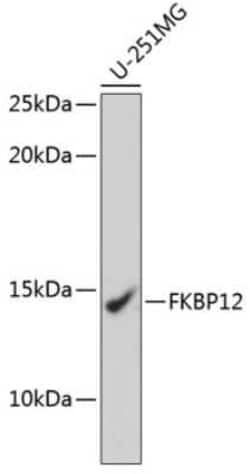 FKBP12 Rabbit anti-Human, Mouse, Rat, Clone: 9A2J5, Novus Biologicals 20