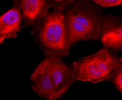 FKBP12 Rabbit anti-Human, Clone: JM11-09, Novus Biologicals 100&mu;L:Antibodies,