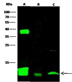 FKBP12 Antibody, Novus Biologicals 50 &mu;g; Unconjugated:Antibodies, Polyclonal