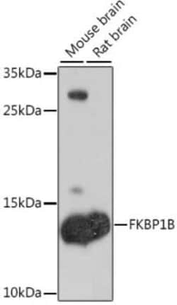 FKBP12.6 Antibody - Azide and BSA Free, Novus Biologicals 0.1 mL, Unconjugated:Antibodies,