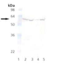 FKBP52/FKBP4 Antibody (KN382/EC1), Novus Biologicals 0.05 mg; Unconjugated:Antibodies,