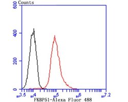 FKBP51/FKBP5 Rabbit anti-Human, Rat, Clone: JB95-39, Novus Biologicals