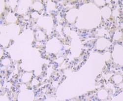 FKBP51/FKBP5 Rabbit anti-Human, Rat, Clone: JB95-39, Novus Biologicals