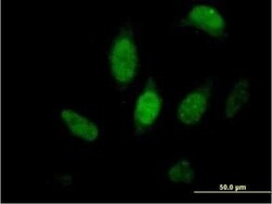 FKBP51/FKBP5 Antibody, Novus Biologicals 0.05 mg | Buy Online | Novus Biologicals | Fisher Scientific