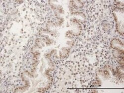 FKBP51/FKBP5 Antibody, Novus Biologicals 0.05 mg | Buy Online | Novus Biologicals | Fisher Scientific