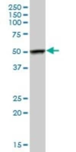 FKBP51/FKBP5 Antibody, Novus Biologicals 0.05 mg | Buy Online | Novus Biologicals | Fisher Scientific