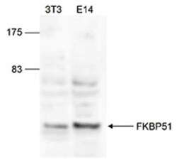FKBP51/FKBP5 Rabbit anti-Mouse, Polyclonal, Novus Biologicals 25 &mu;g | Buy Online | Novus Biologicals | Fisher Scientific