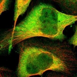 FKBP52/FKBP4 Antibody, Novus Biologicals 0.1 mL | Buy Online | Novus Biologicals | Fisher Scientific