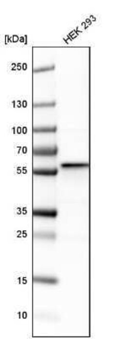 FKBP52/FKBP4 Antibody, Novus Biologicals 0.1 mL | Buy Online | Novus Biologicals | Fisher Scientific