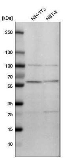 FKBP52/FKBP4 Antibody, Novus Biologicals 0.1 mL | Buy Online | Novus Biologicals | Fisher Scientific