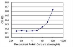 FKBP6 Antibody (8F10), Novus Biologicals 100 &mu;g | Buy Online | Novus Biologicals | Fisher Scientific
