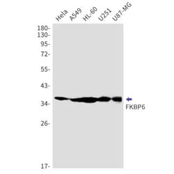 FKBP6 Antibody (S05-4G2), Novus Biologicals 50 &mu;g; Unconjugated:Antibodies,