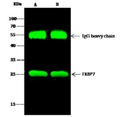 FKBP7 Antibody, Novus Biologicals 50 &mu;g; Unconjugated:Antibodies, Polyclonal