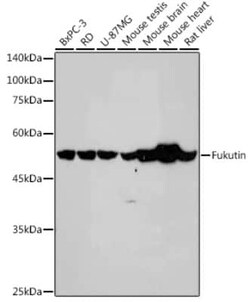 FKTN Rabbit anti-Human, Mouse, Rat, Clone: 7J5N6, Novus Biologicals:Antibodies:Primary