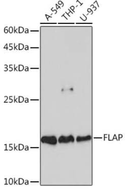 FLAP Rabbit anti-Human, Clone: 2S7Z0, Novus Biologicals 100 &mu;g; Unconjugated:Antibodies,