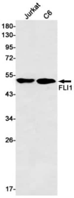 FLI1 Antibody (S01-0C2), Novus Biologicals:Antibodies:Primary Antibodies