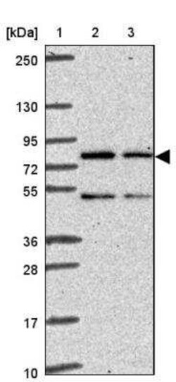 FLJ13946 Antibody, Novus Biologicals:Antibodies:Primary Antibodies