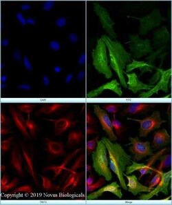 FLNC Antibody - BSA Free, Novus Biologicals 0.1 mg; Unconjugated:Antibodies,