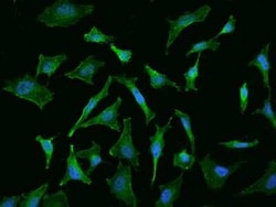 FLRT1 Antibody, Novus Biologicals 100 &mu;g | Buy Online | Novus Biologicals | Fisher Scientific