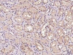 FLRT1 Antibody, Novus Biologicals 100 &mu;g | Buy Online | Novus Biologicals | Fisher Scientific