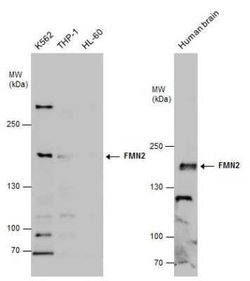 FMN2 Antibody, Novus Biologicals 100 &mu;g | Buy Online | Bio-Techne | Fisher Scientific