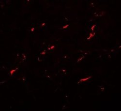 FMNL1 Antibody - BSA Free, Novus Biologicals 0.1 mg; Unconjugated:Antibodies,