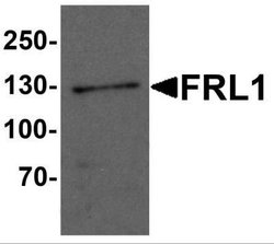 FMNL1 Antibody - BSA Free, Novus Biologicals 0.1 mg; Unconjugated:Antibodies,