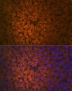 FMO3 Rabbit anti-Human, Mouse, Rat, Clone: 6Q10X9, Novus Biologicals 100