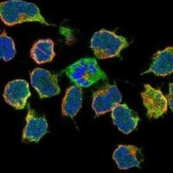 FNBP1 Rabbit anti-Human, Polyclonal, Novus Biologicals:Antibodies:Primary