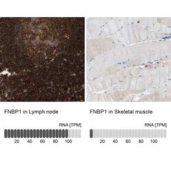 FNBP1 Antibody, Novus Biologicals 0.1 mL, Unconjugated:Antibodies, Polyclonal
