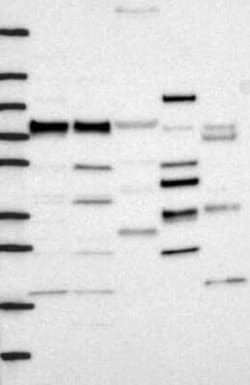 FNBP1 Rabbit anti-Human, Polyclonal, Novus Biologicals:Antibodies:Primary