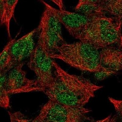 FNDC4 Antibody, Novus Biologicals:Antibodies:Primary Antibodies