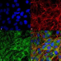 FNIP1 Antibody, Novus Biologicals 100 &mu;g | Buy Online | Novus Biologicals | Fisher Scientific