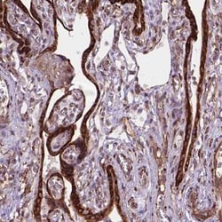FNIP1 Antibody, Novus Biologicals:Antibodies:Primary Antibodies