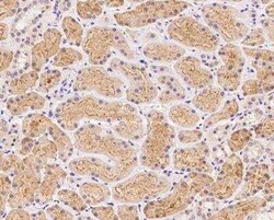 FNIP2 Antibody, Novus Biologicals:Antibodies:Primary Antibodies