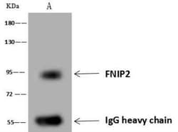 FNIP2 Antibody, Novus Biologicals:Antibodies:Primary Antibodies