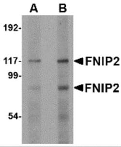 FNIP2 Antibody - BSA Free, Novus Biologicals 0.1 mg; Unconjugated:Antibodies,