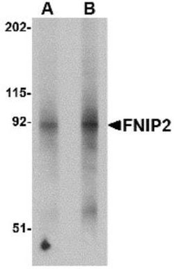 FNIP2 Antibody - BSA Free, Novus Biologicals 0.1 mg; Unconjugated:Antibodies,