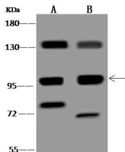 FNIP2 Antibody, Novus Biologicals:Antibodies:Primary Antibodies