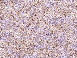 FOLR2 Antibody, Novus Biologicals:Antibodies:Primary Antibodies
