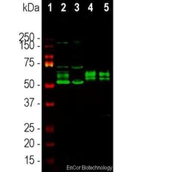 FOX2 Antibody, Novus Biologicals 100 &mu;g; Unconjugated:Antibodies, Polyclonal