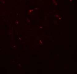 FOXG1 Antibody - BSA Free, Novus Biologicals 0.1 mg; Unconjugated:Antibodies,