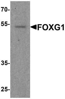 FOXG1 Antibody - BSA Free, Novus Biologicals 0.1 mg; Unconjugated:Antibodies,