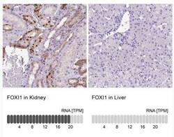 FOXI1 Antibody, Novus Biologicals:Antibodies:Primary Antibodies